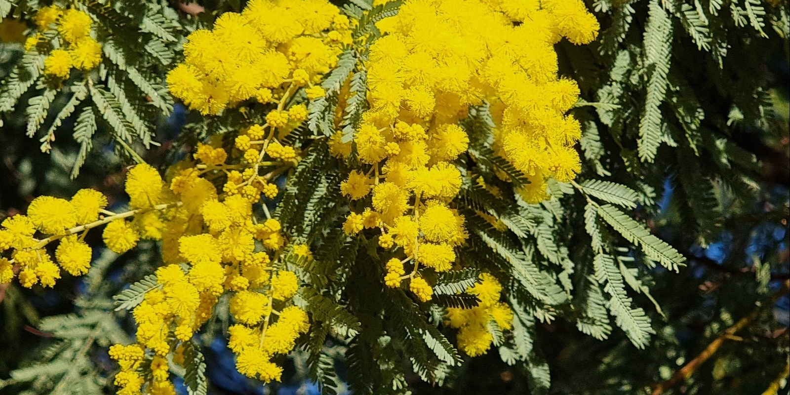 Banner image for WATTLE THEY THINK OF NEXT?