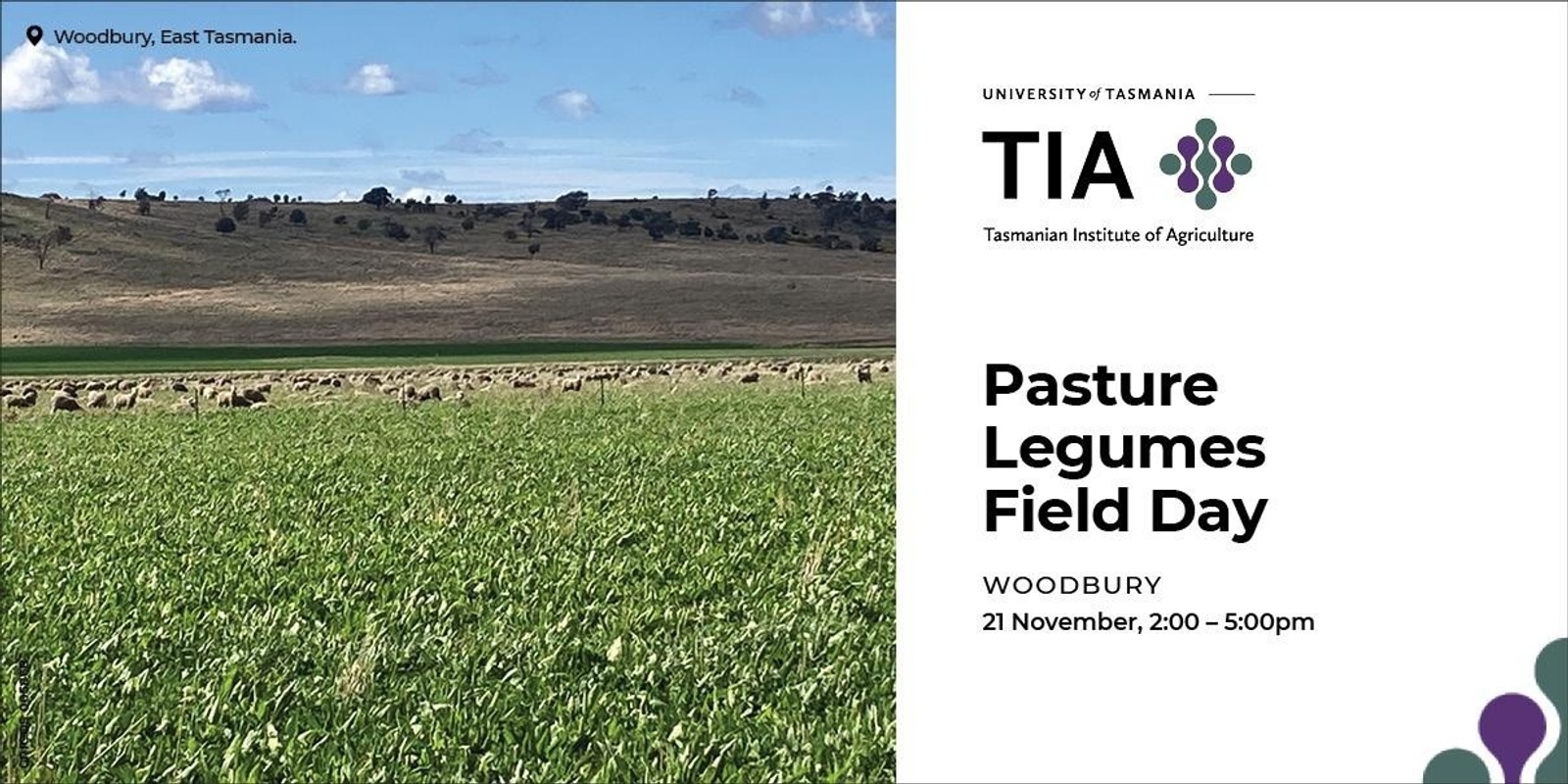 Banner image for Woodbury - Pasture Legumes Field Day