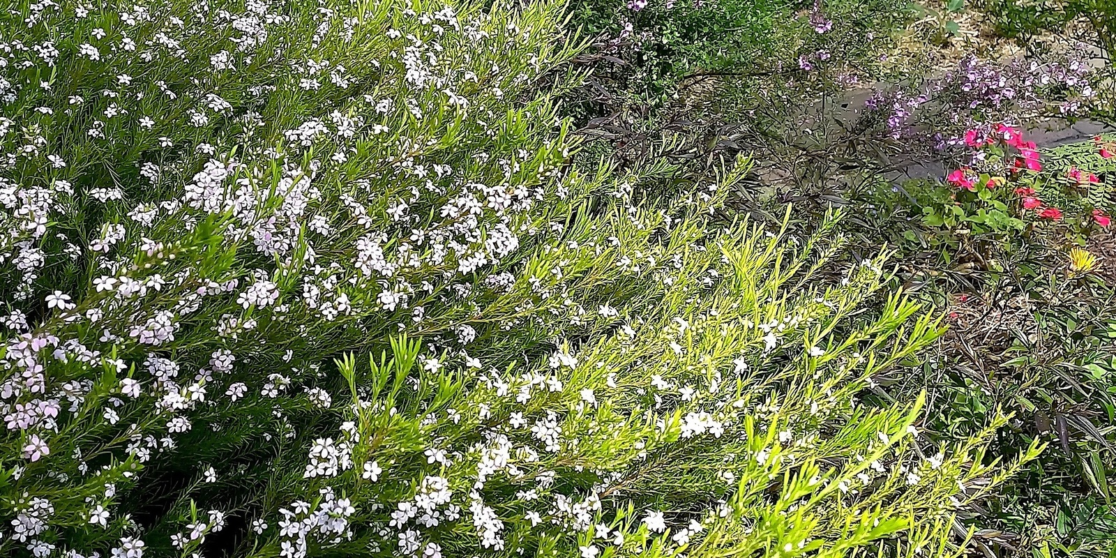 Banner image for 2024 Inverloch Open Gardens, Saturday November 9th, 