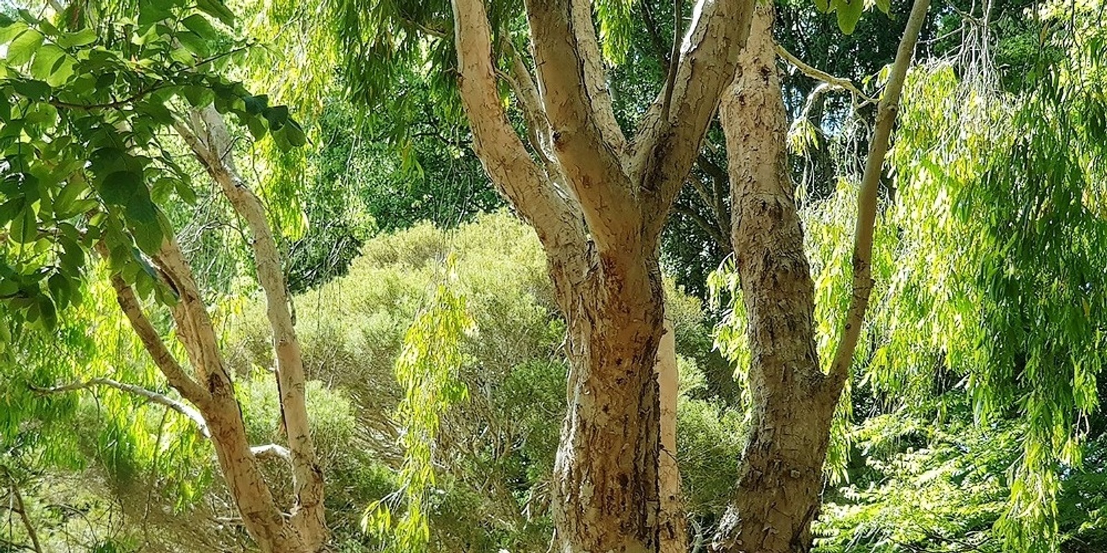 Banner image for Virtual Forest Bathing with Tracey and Rachel