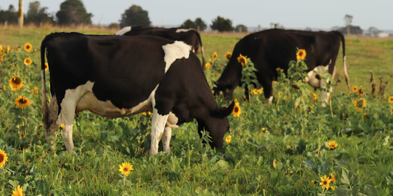 Banner image for Bee Friendly Farming for Livestock