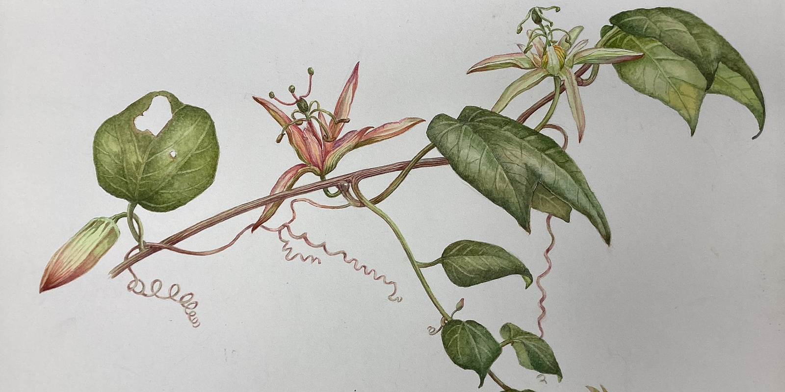Banner image for Share What's Spare, Food and Conversation:  Botanical Art Workshop