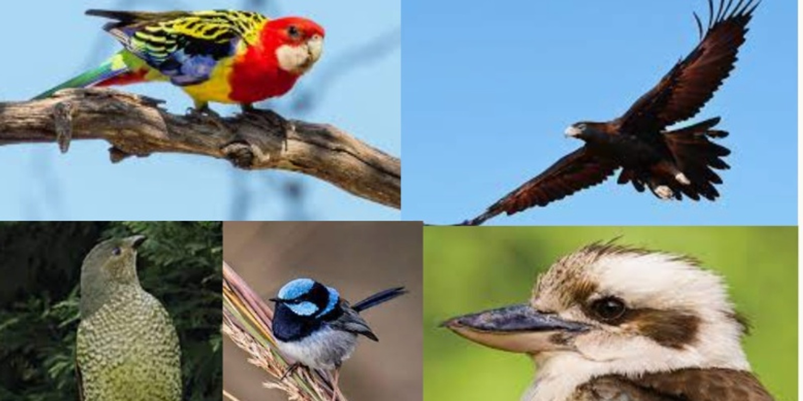 Banner image for Share What's Spare, Food & Conversation: Learning About and Caring for our Birds