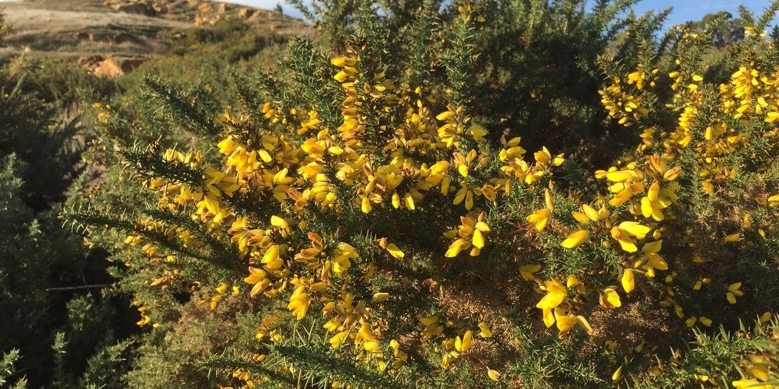 Banner image for Best Practice Gorse Seminar - Partnerships Against Pests Workshop 2 