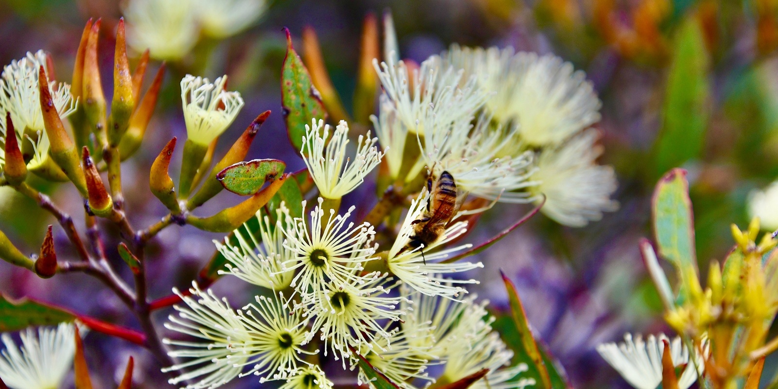 Banner image for  Mt Short Nature Walk