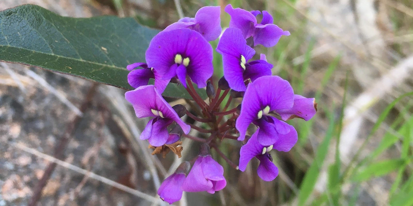 Banner image for Wooragee Landcare AGM