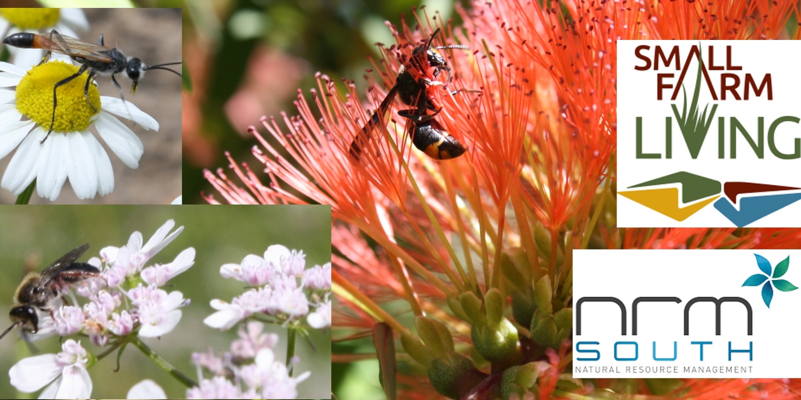 Banner image for Enhancing floral resources for beneficial insects 