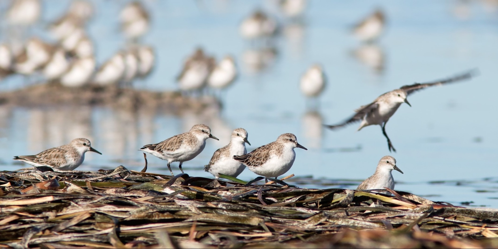 Banner image for An Introduction to Migratory Shorebirds