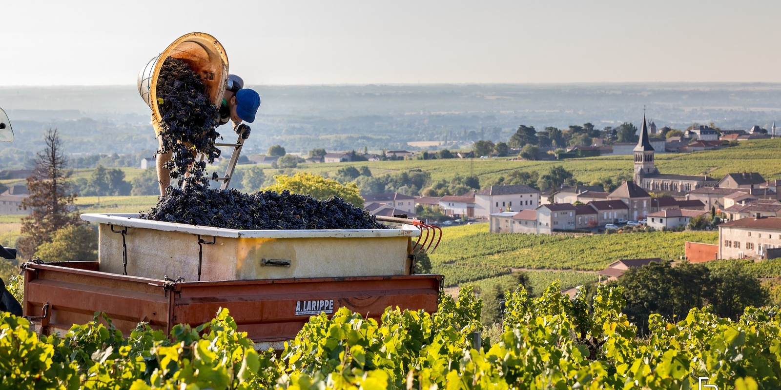 Banner image for The 10 Crus of Beaujolais: An Exploration [SA]