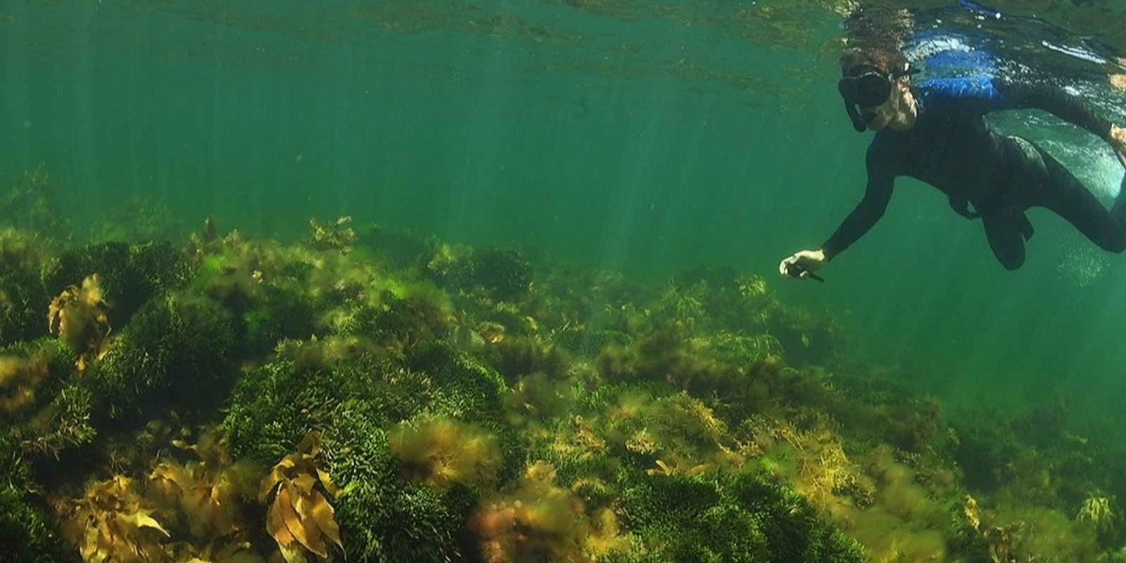 Banner image for Anniversary Snorkel - Marine Sanctuaries of Port Phillip Bay