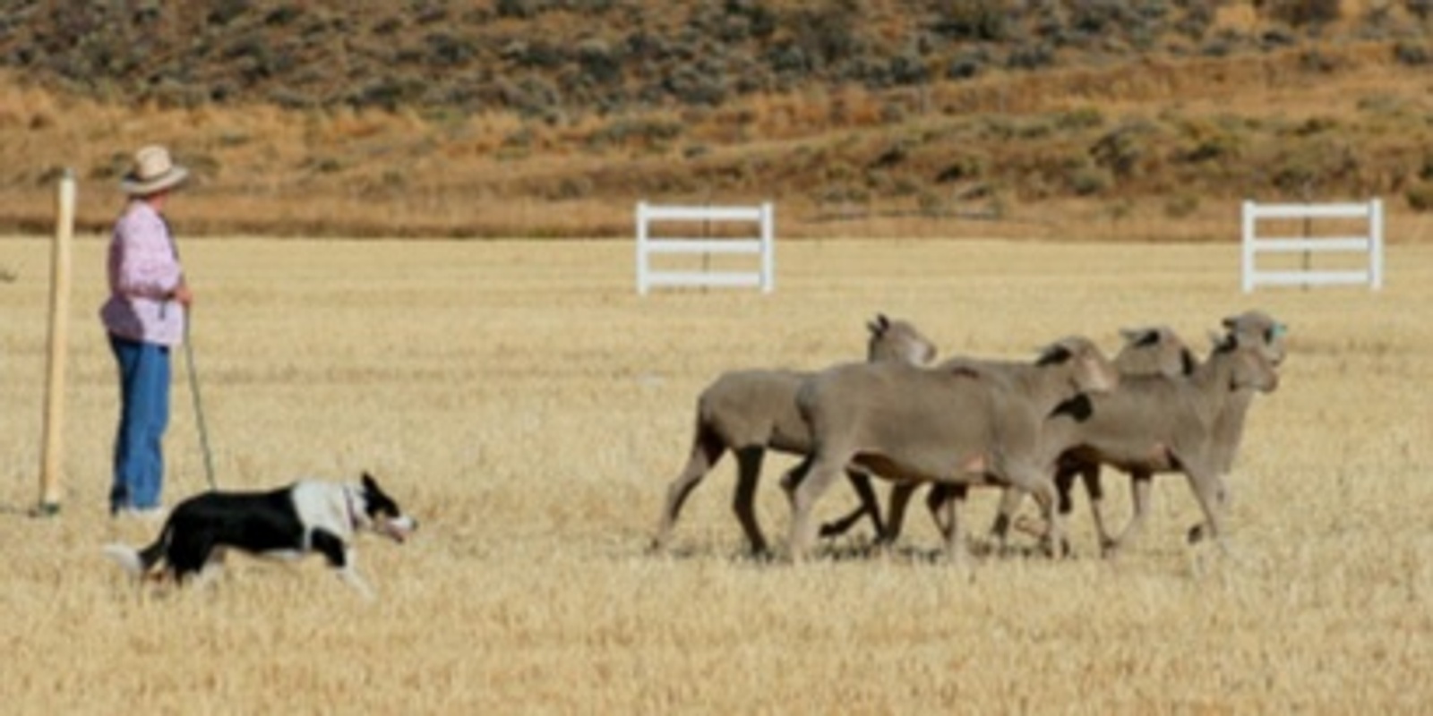 Banner image for Sheep Dog Trials-Saturday, October 7, 2023