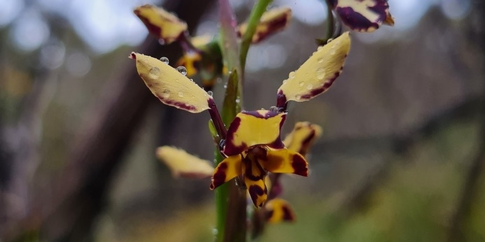 Banner image for Come and Try Bushcare - Echunga