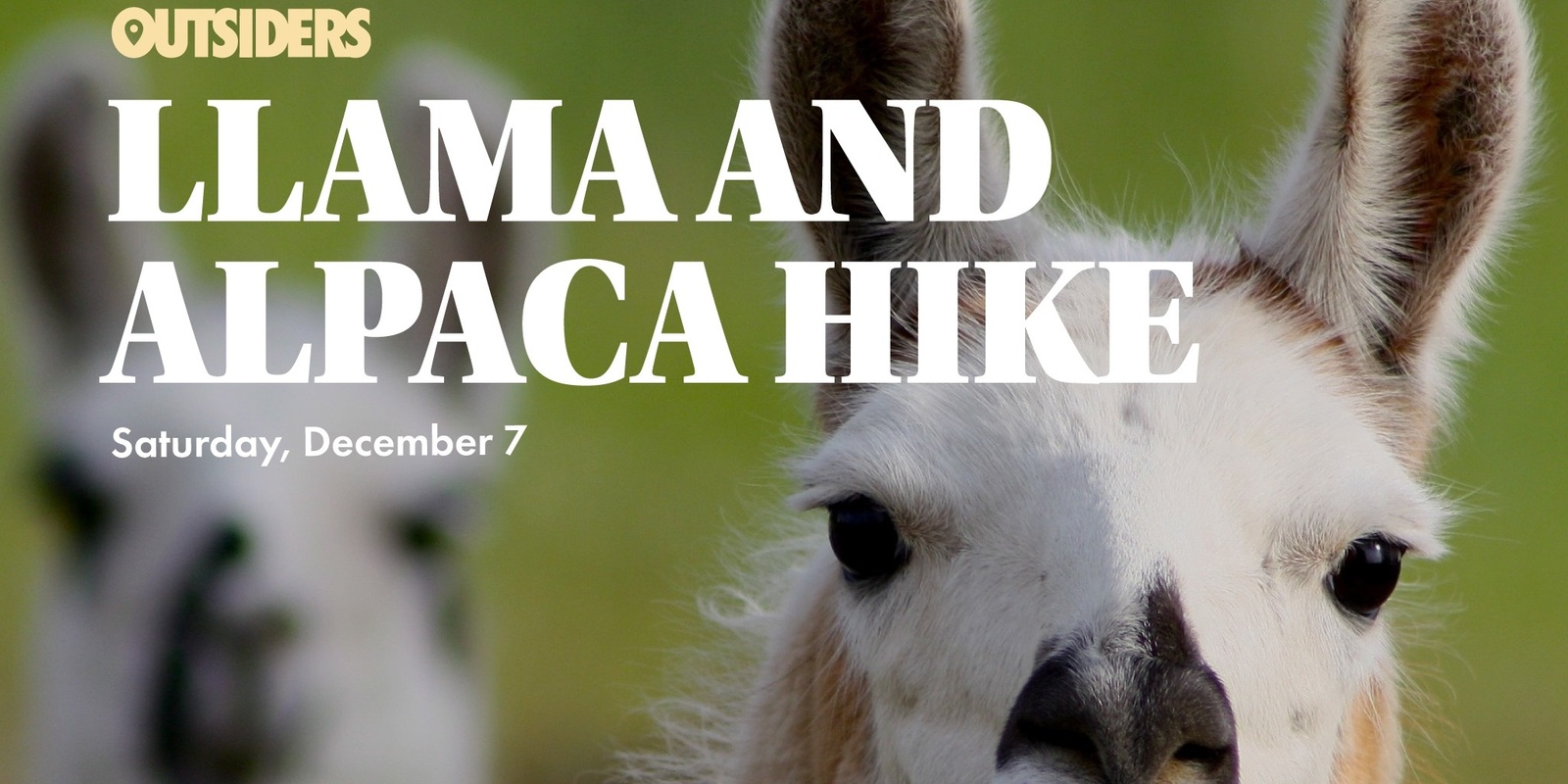 Banner image for Llama & Alpaca Hike 