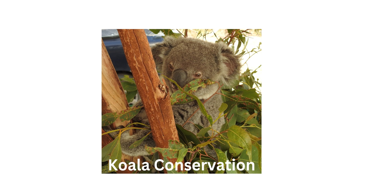 Banner image for Koala Walk & Talk