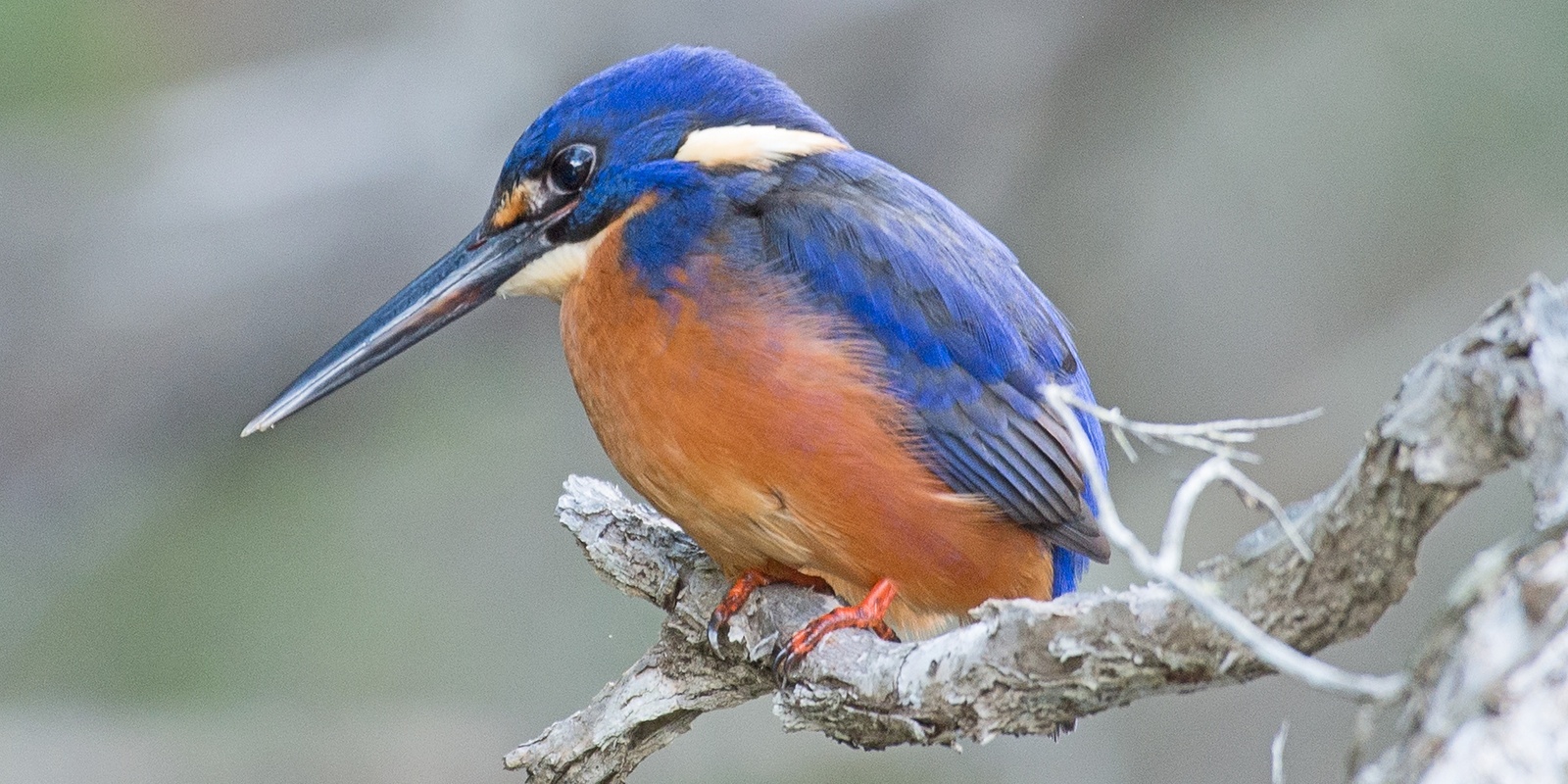 Banner image for Greenhills Rd Footbridge bird survey 