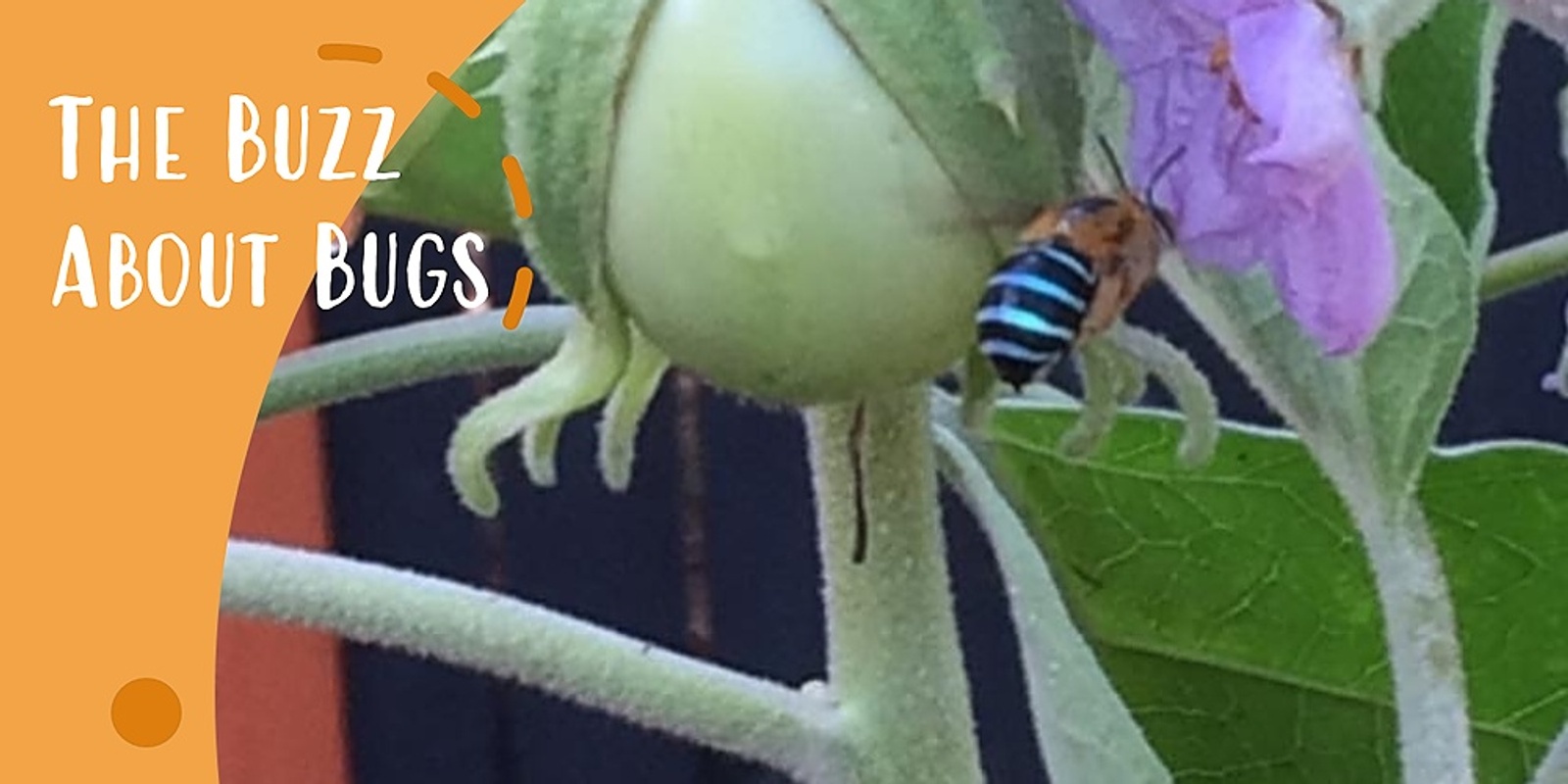 Banner image for The Buzz About Bugs