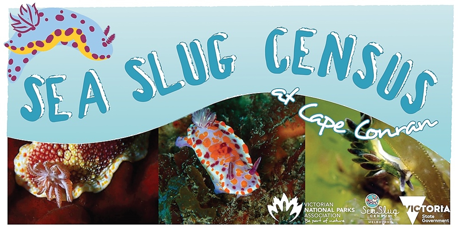 Banner image for Sea Slug Census at Cape Conran