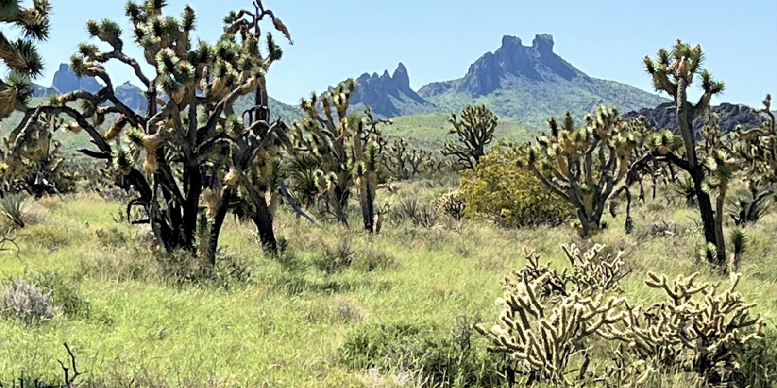 Banner image for GUIDED HIKE: Grasslands Trail