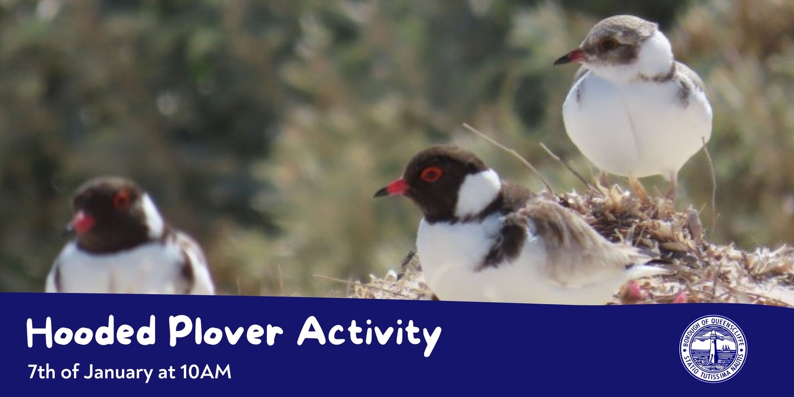 Banner image for Hooded Plover Walk 'n' Talk