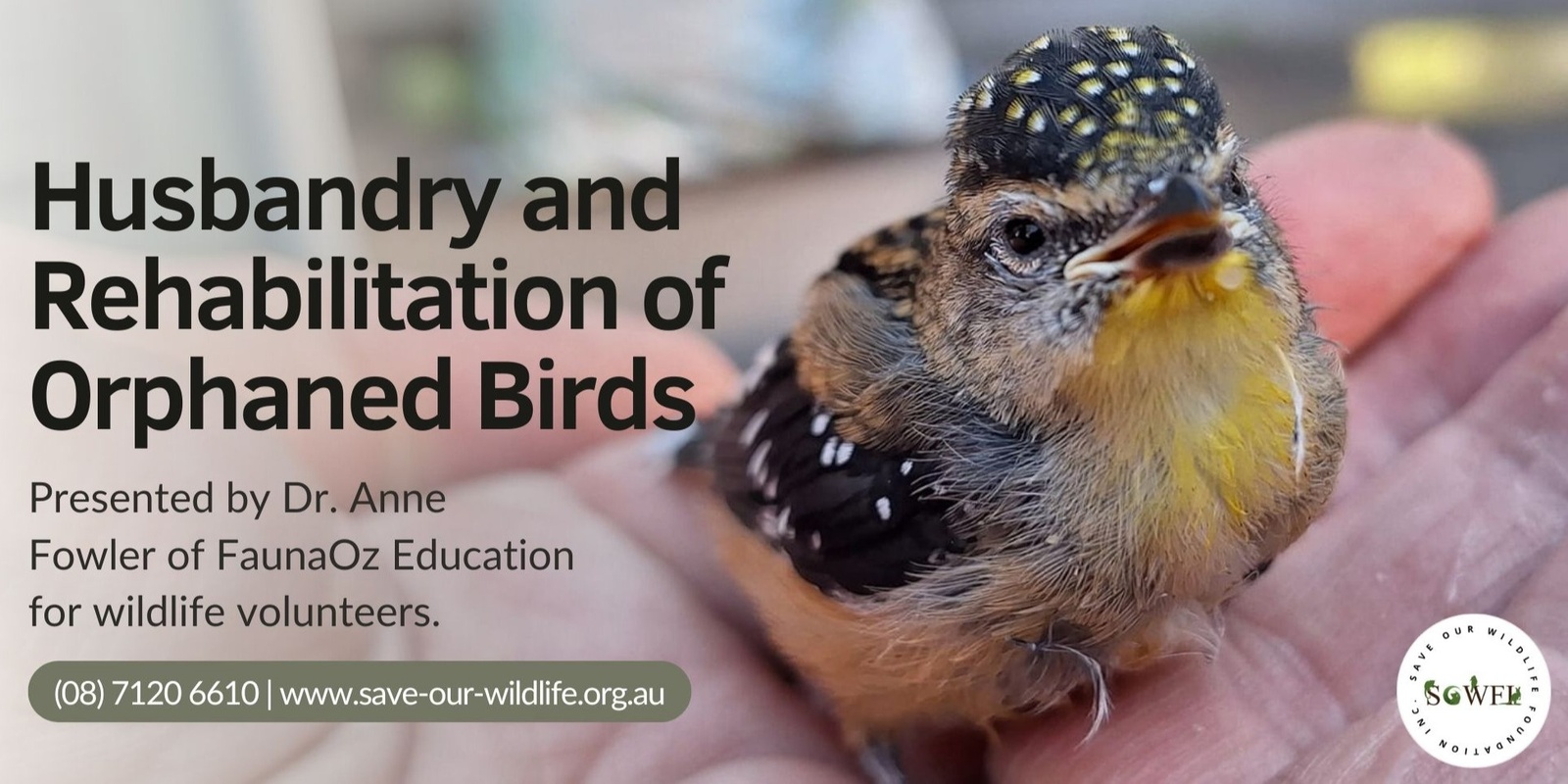 Banner image for Husbandry and Diseases of Orphaned Birds presented by Dr. Anne Fowler