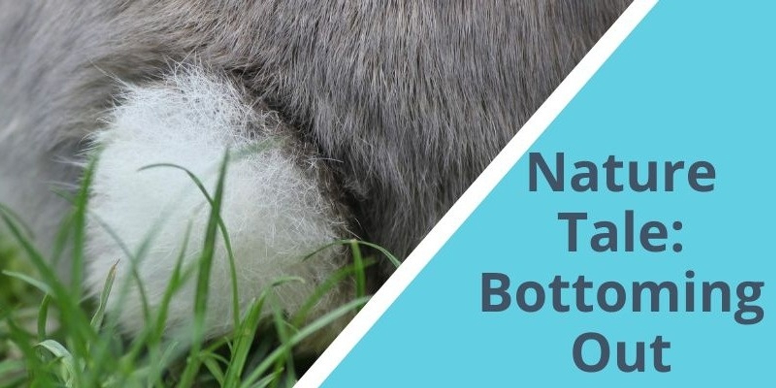 Banner image for Nature Tales: Bottoming out