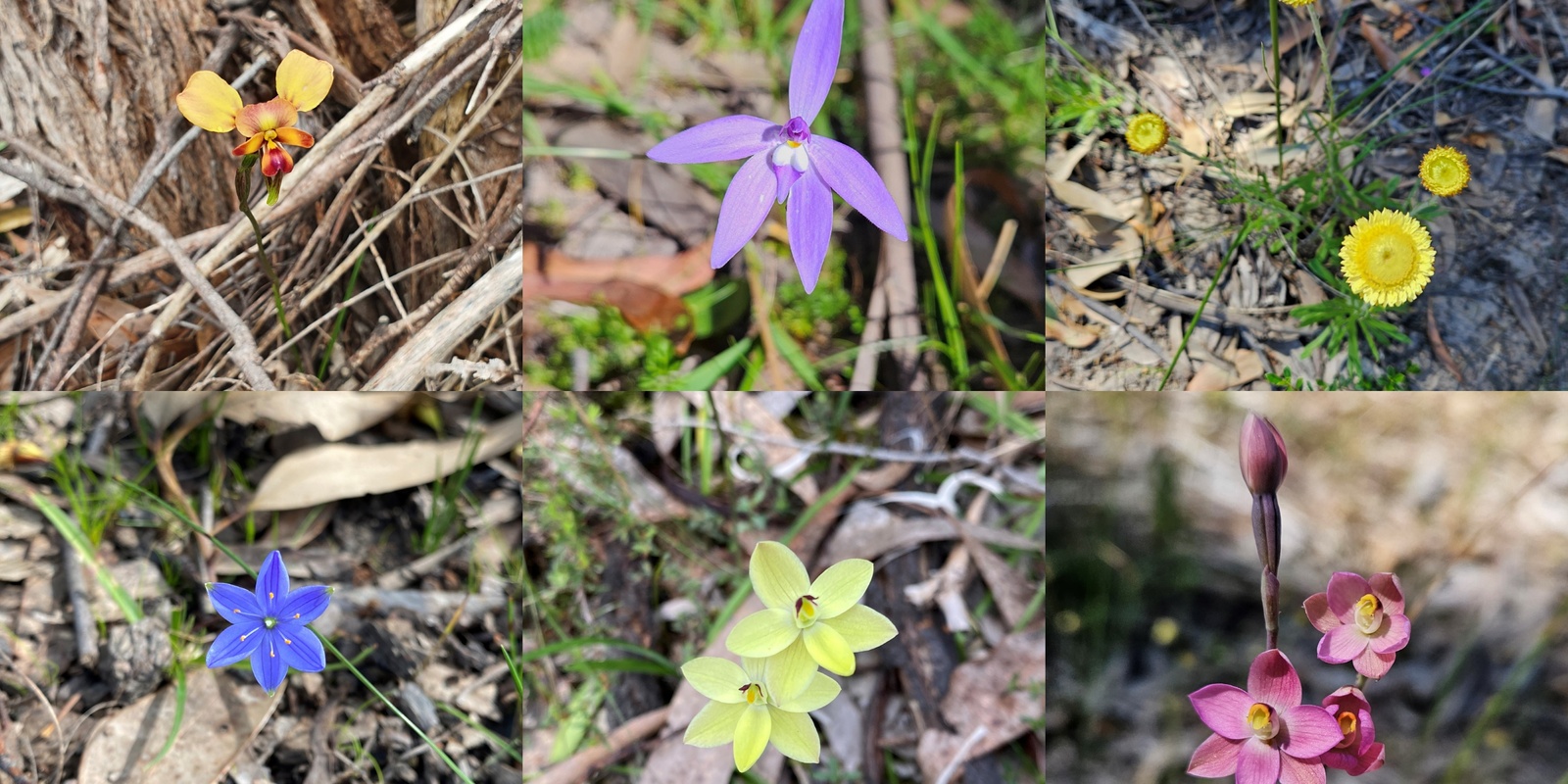 Banner image for Wildflower wander through Mount Bold Reservoir Reserve