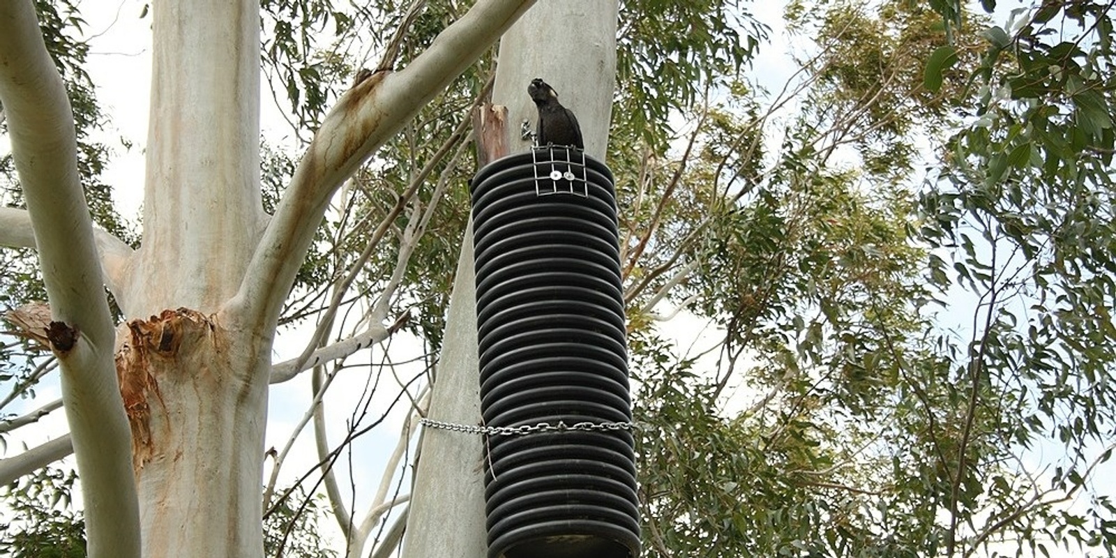 Banner image for Mitigating Black Cockatoo and Native Tree Decline in Murray Shire