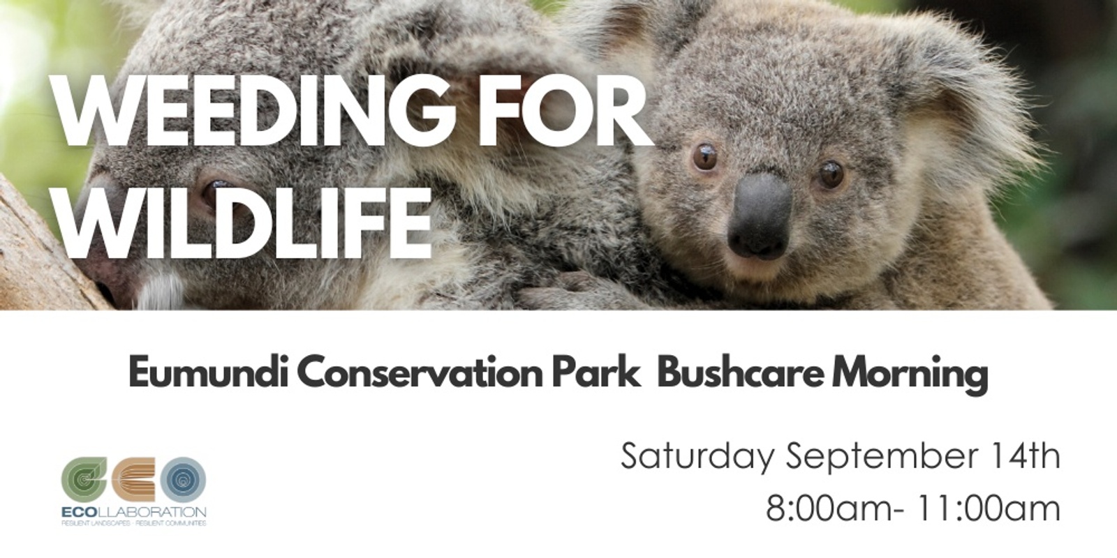 Banner image for Weeding for Wildlife - Eumundi Conservation Park Bushcare Morning