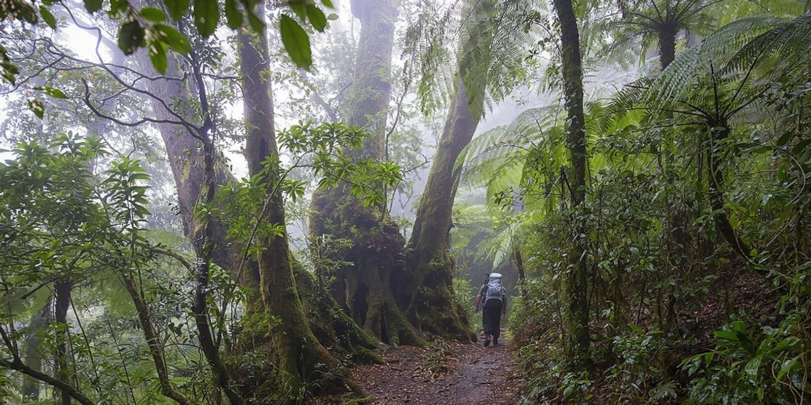 Banner image for Border Track - Lamington National Park