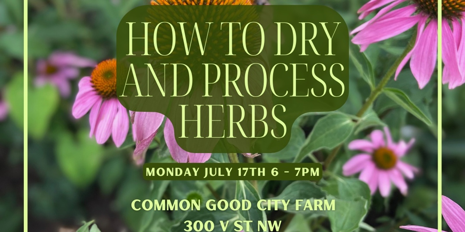 Banner image for How to Dry and Process Herbs - Holly Poole-Kavana