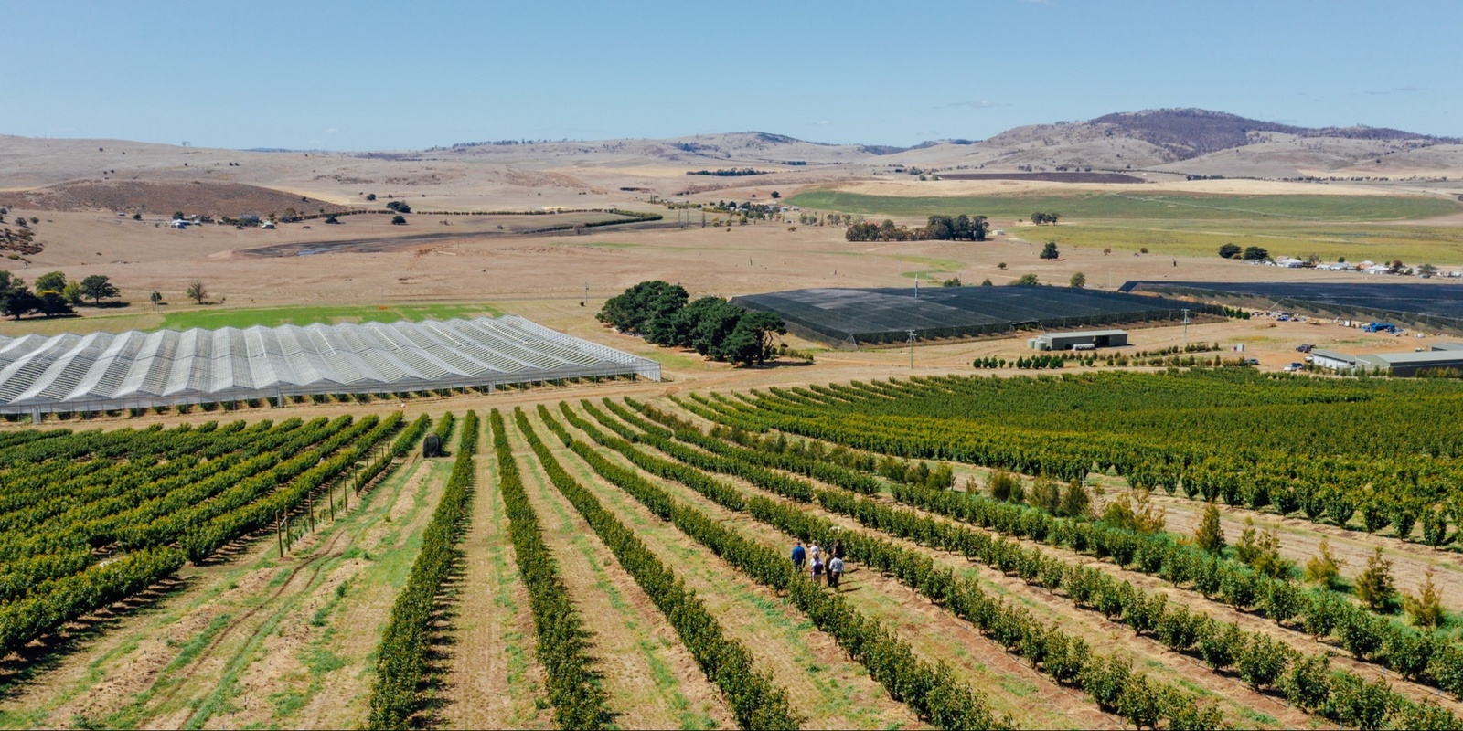 Banner image for Managing for future climate variability – Orchards