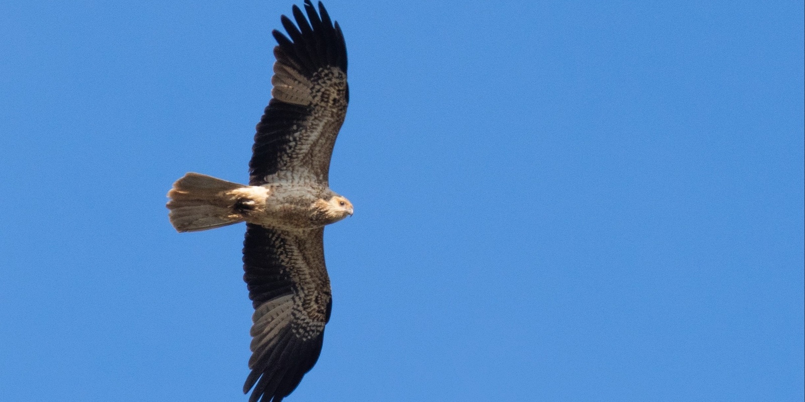 Banner image for Evening Bird Survey