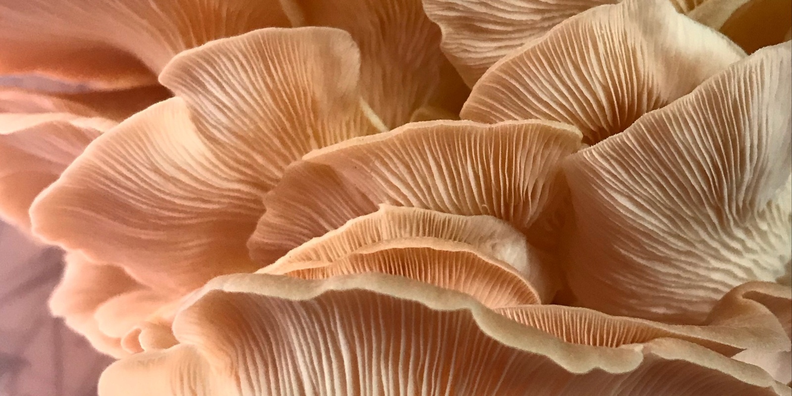 Banner image for Mushroom Workshop - DIY Oyster mushrooms at home