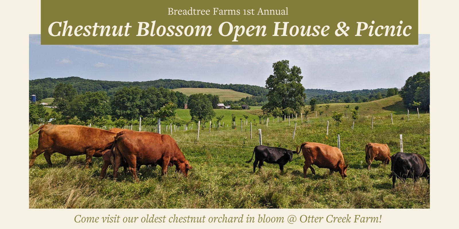 Banner image for Chestnut Blossom Open House & Picnic