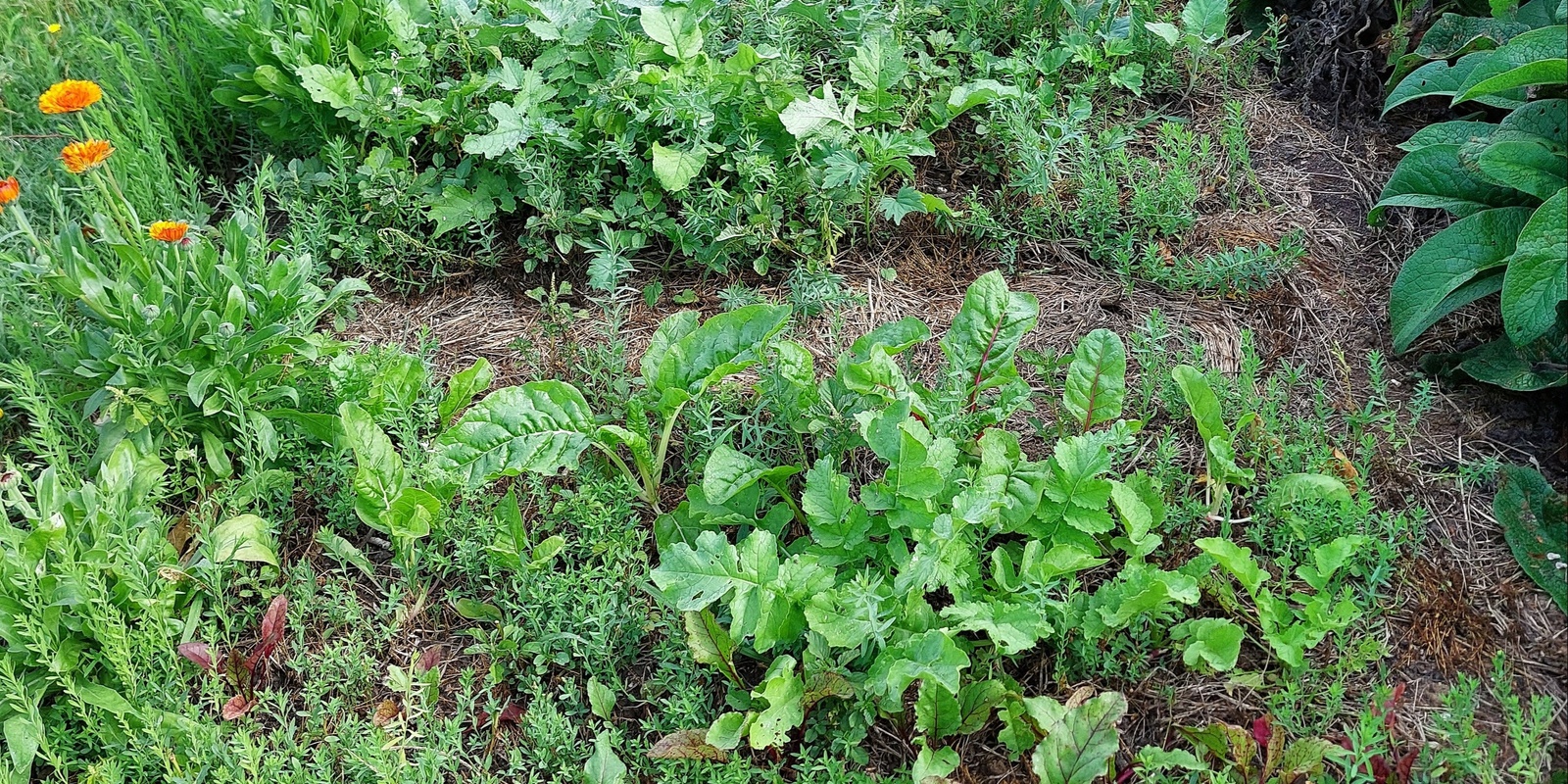 Spring garden basics and community garden visit