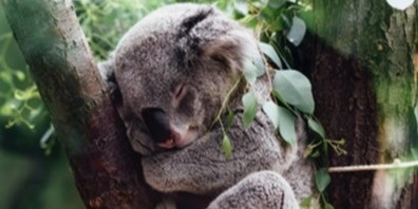 Banner image for Learn about Koalas with Lola