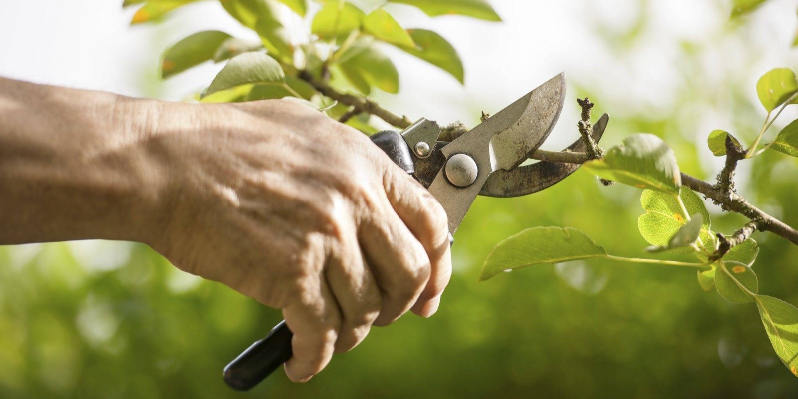 Banner image for Winter Pruning Demonstration and Garden Tour with Head Gardener