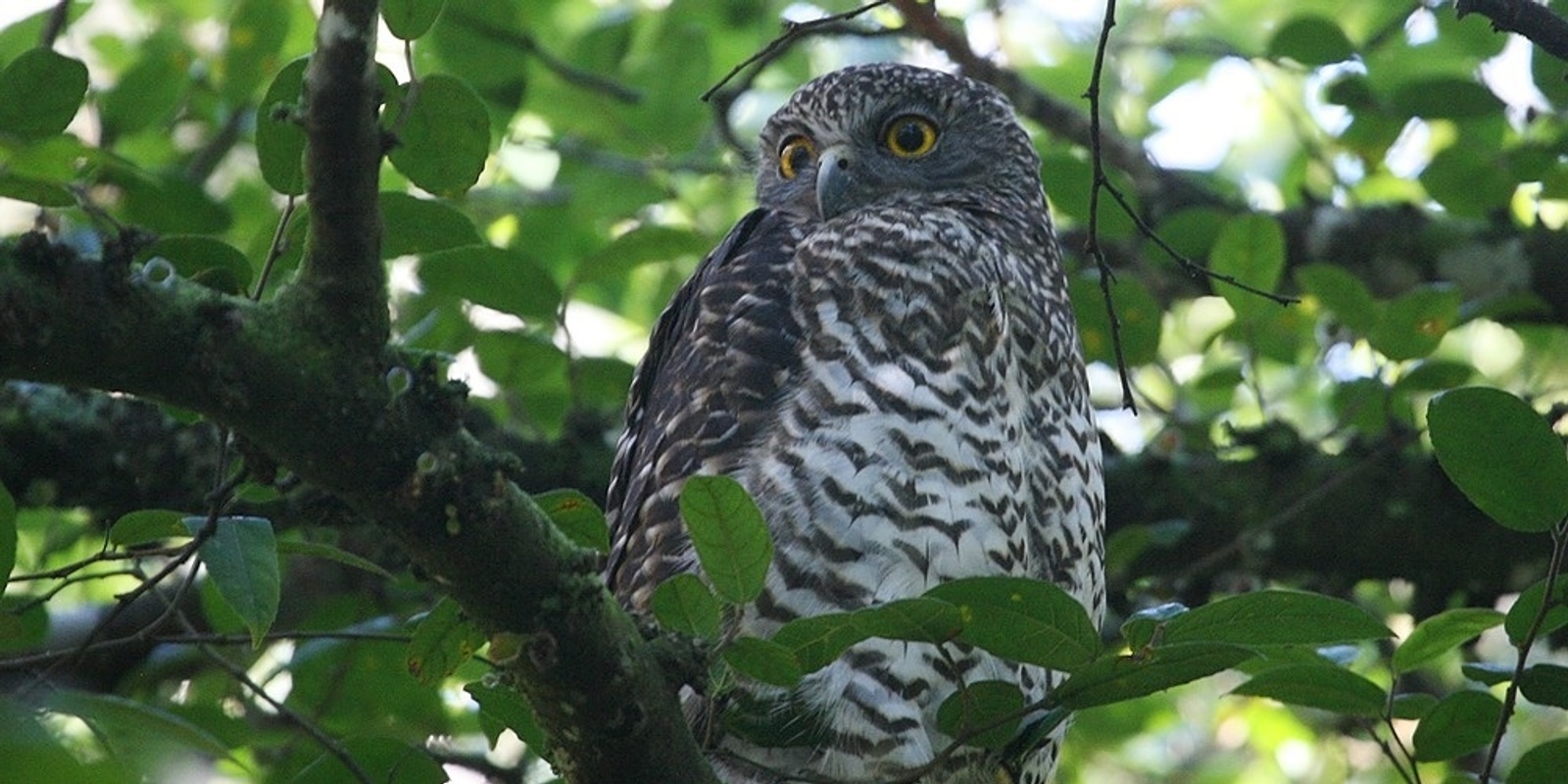 Banner image for Birds for Beginners - The weird and wonderful life of birds