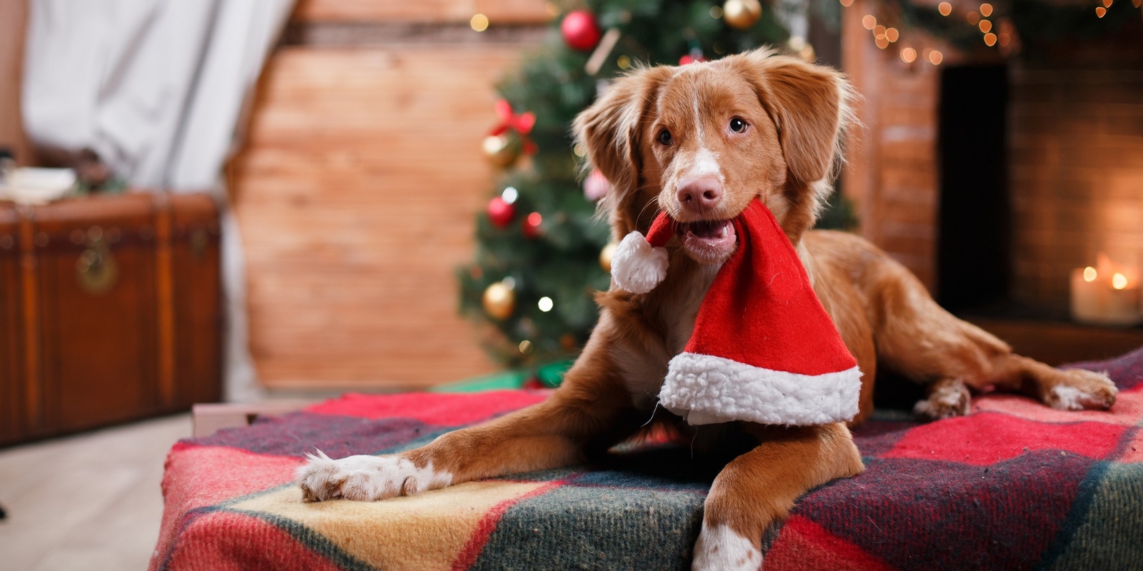 Banner image for Pet Santa Photos