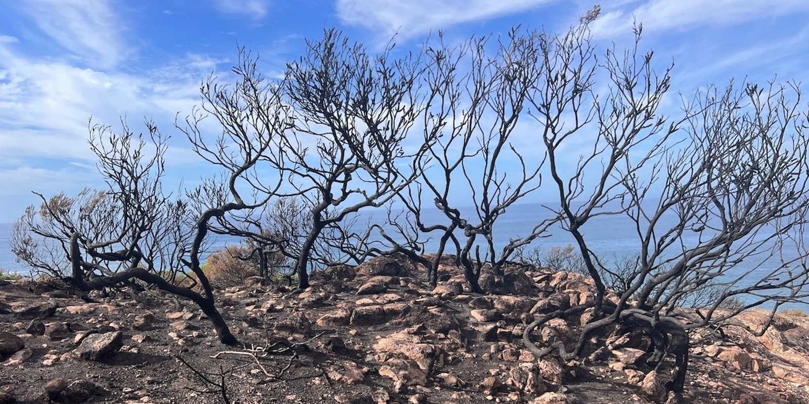 Banner image for Fishermans Bay headland guided post burn walk