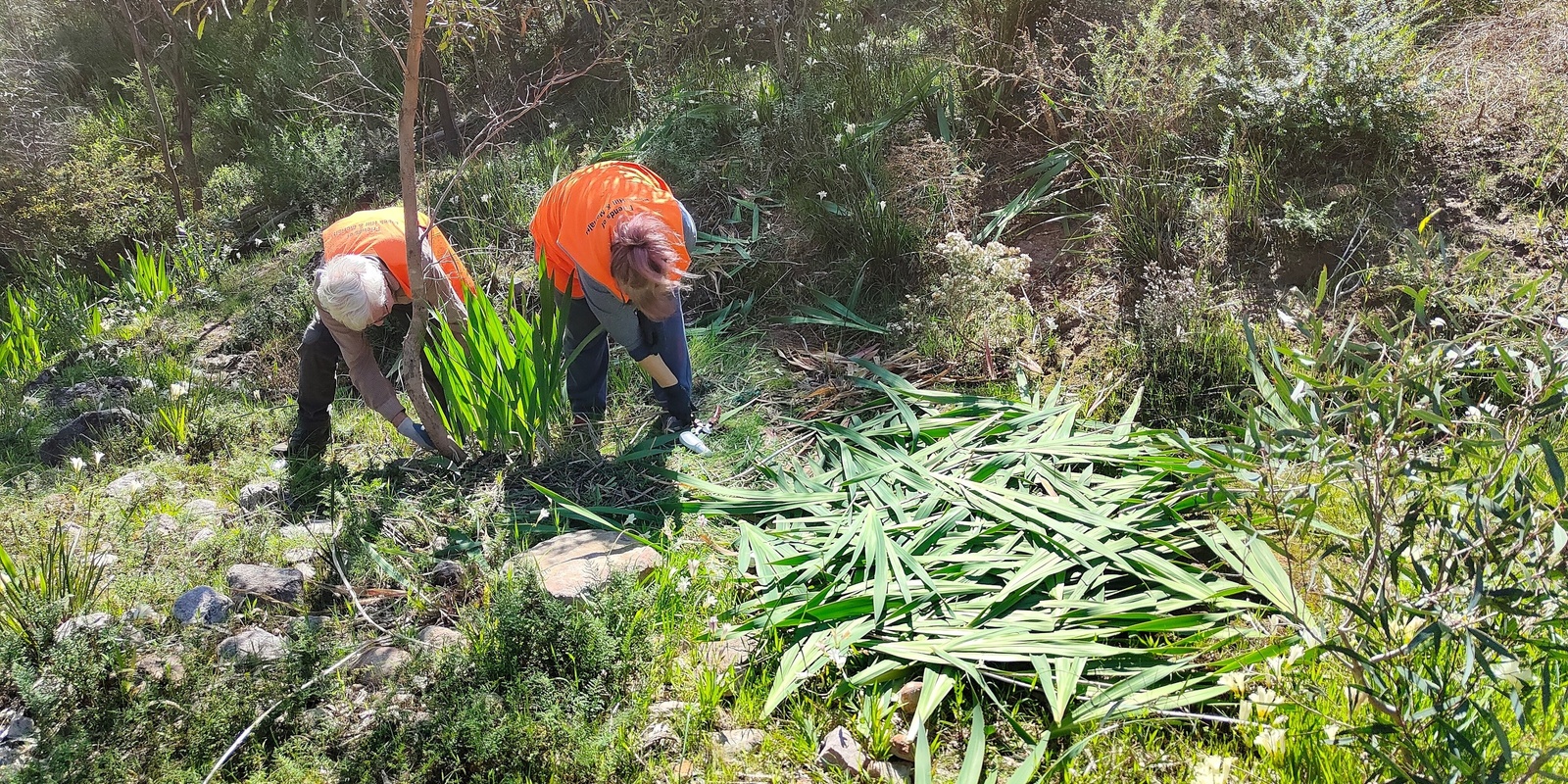 Banner image for Wildflower Garden Bushcare