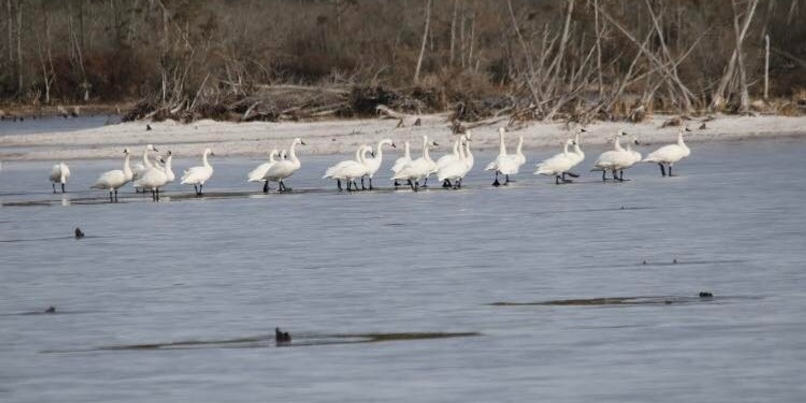 Banner image for Winter Wildlife Walk