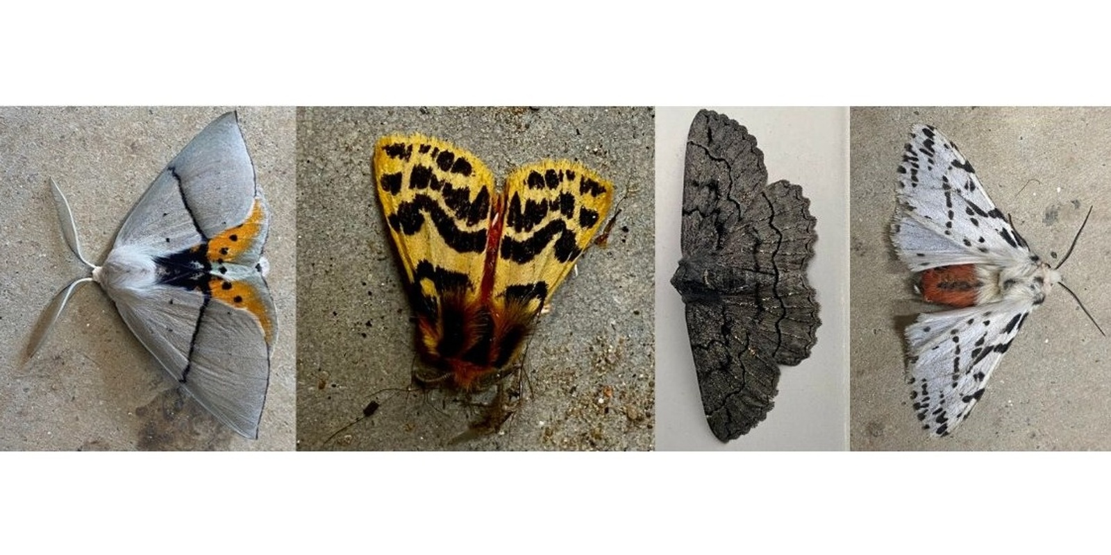 Banner image for Marvellous Moths