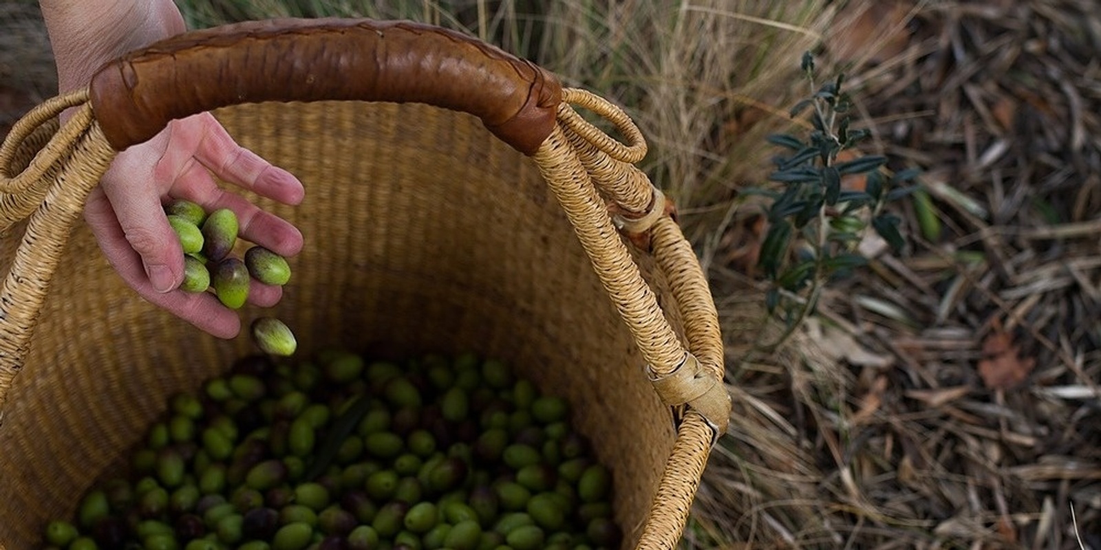 Banner image for Fitzroy Community Olive Harvesting Day
