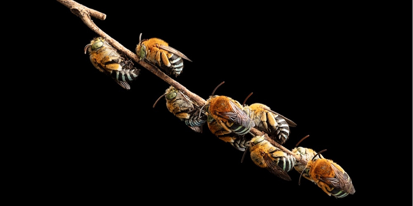 Banner image for Discover Australia's Native Bees