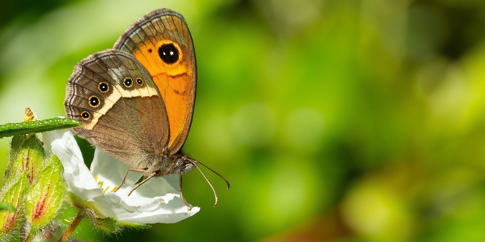 Banner image for Gardens for Wildlife Workshops 