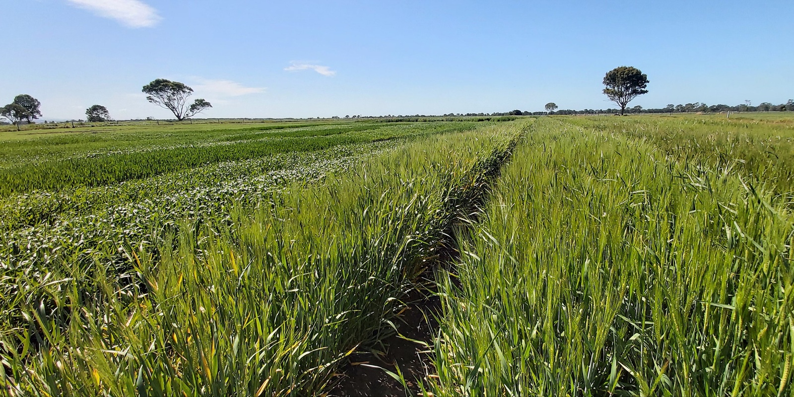 Banner image for Spring Field Day - Gippsland Agriculture Group