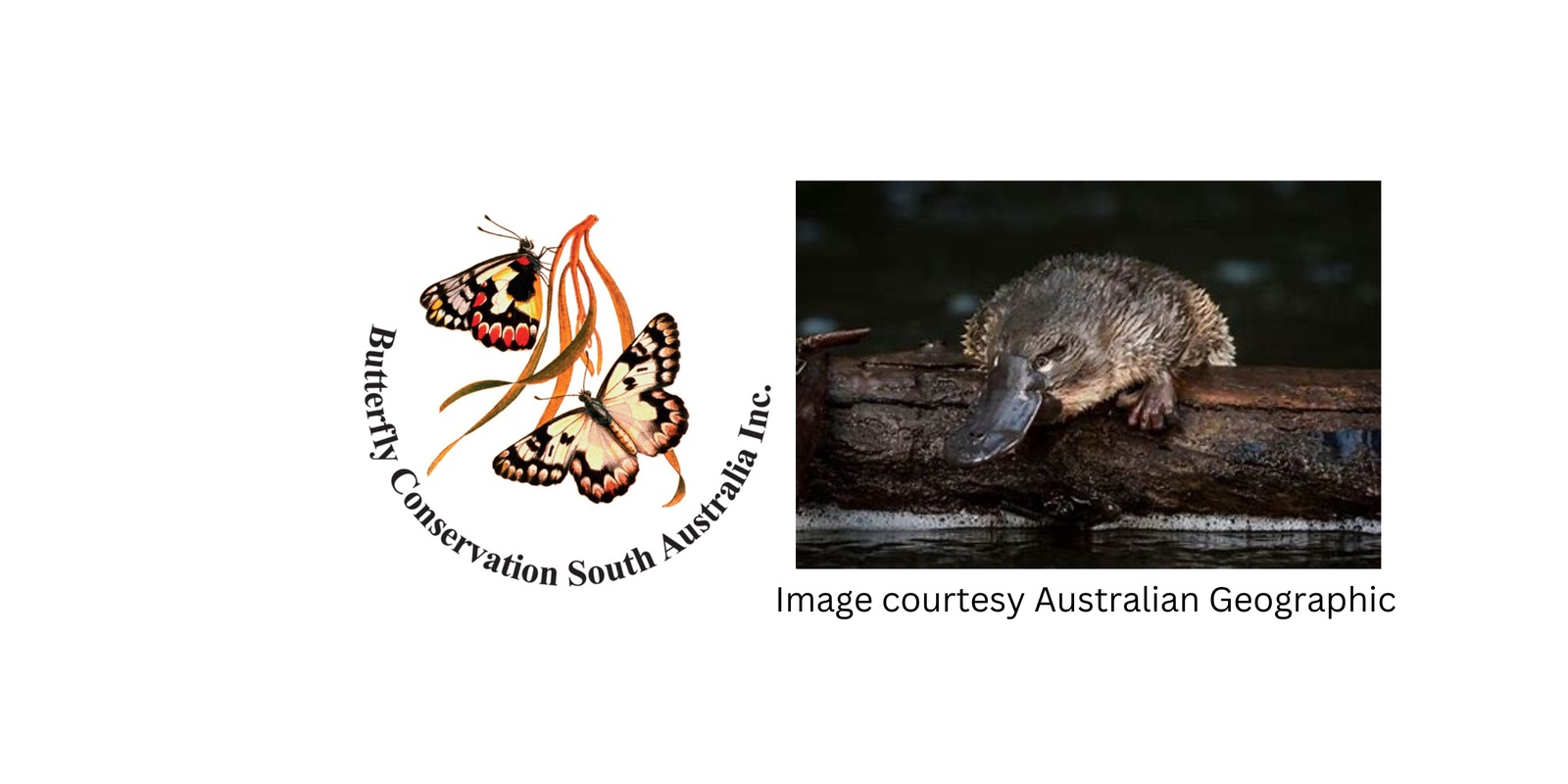 Banner image for BCSA Gala End of Year Public Talk - Prof Chris Daniels 'Can we bring Platypuses back?'