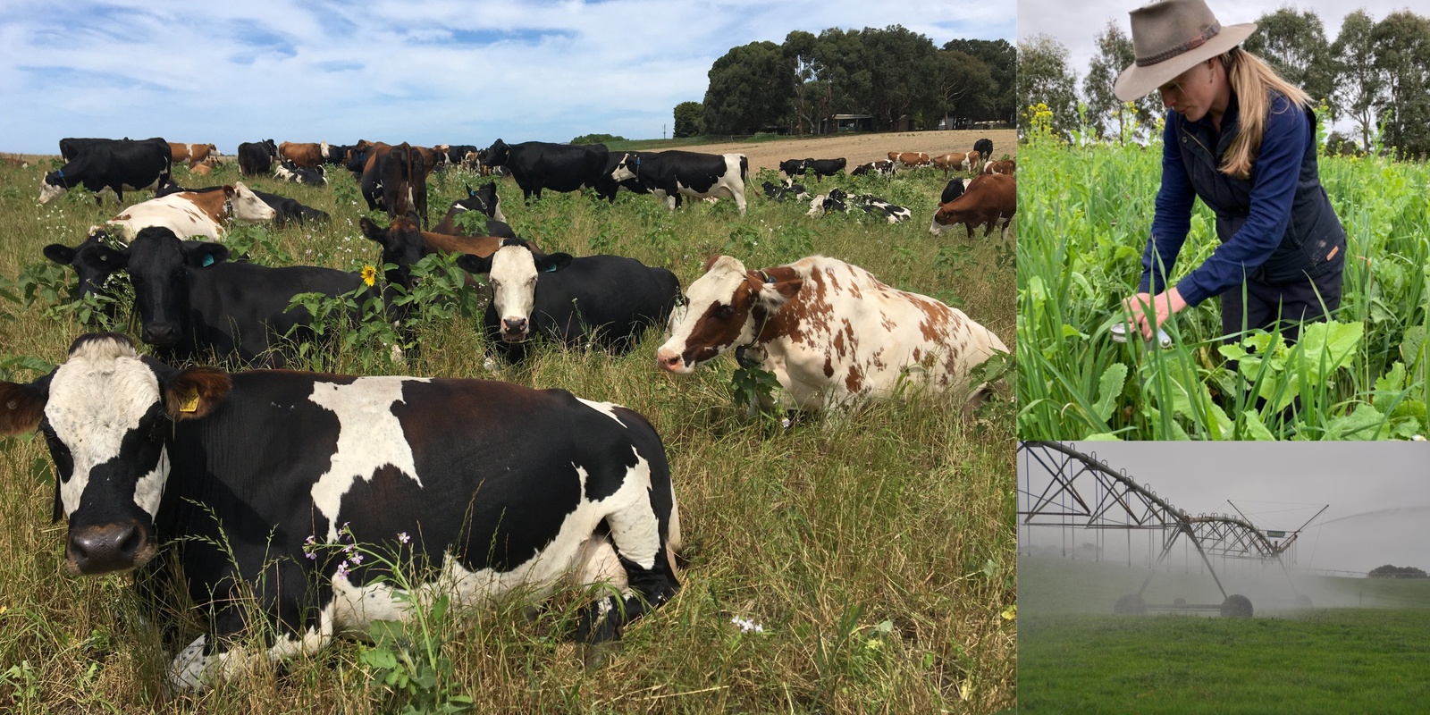 Banner image for Multispecies pastures, water efficiency and revegetation FIELD DAY