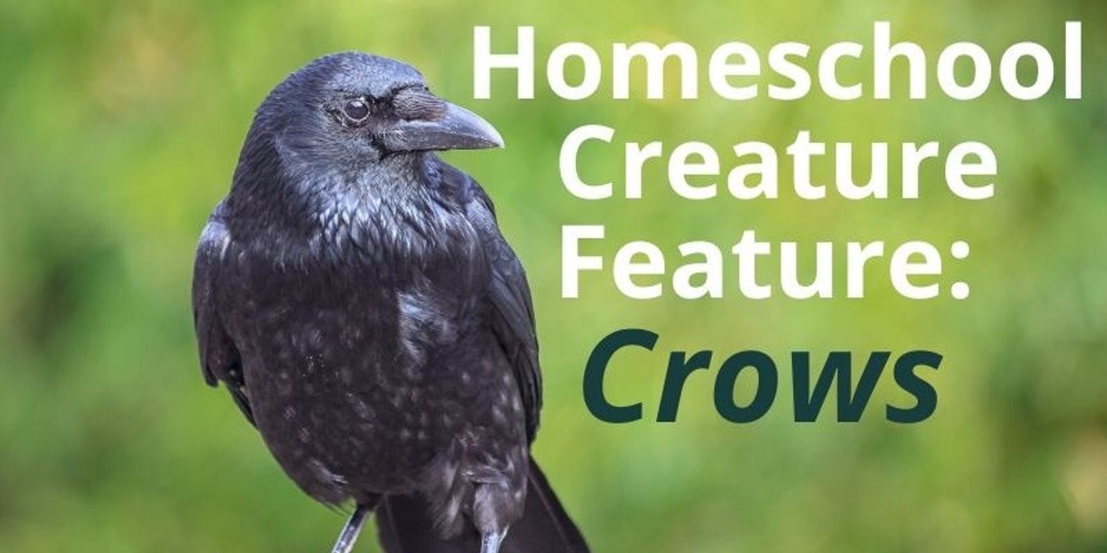 Banner image for Homeschool Creature Feature: Do you know Crows?